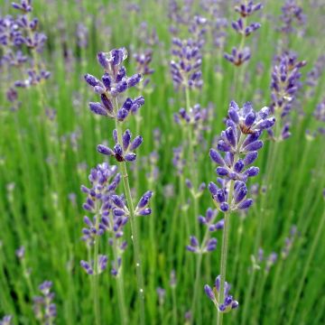 Lavandula angustifolia Dwarf Blue - Echter Lavendel