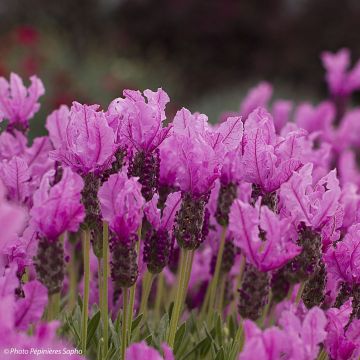 Lavandula stoechas The Princess - Schopf-Lavendel