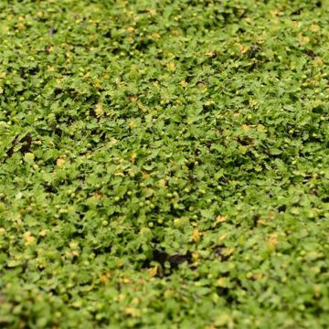 Leptinella dioica Minima - Fiederpolster