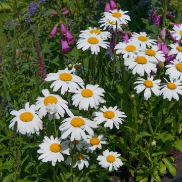 Leucanthemum Princesse d'Argent - Grande marguerite