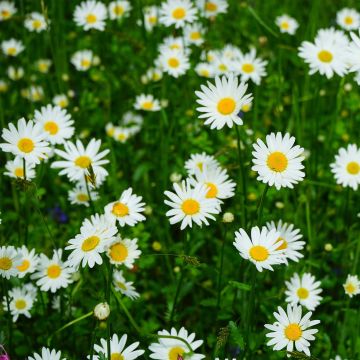 Leucanthemum vulgare Maikonigin - Marguerite Reine de Mai