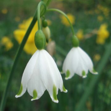 Nivéole d'éte - Leucojum aestivum Gravetye Giant