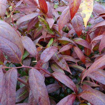 Traubenheide Royal Ruby - Leucothoe walteri