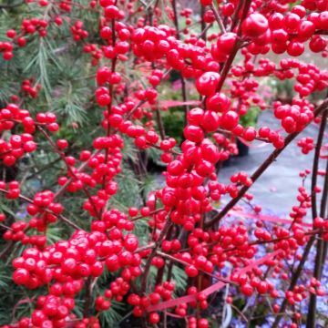 Ilex verticillata - Houx verticillé