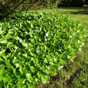 Gezacktblättriger Efeu Green Ripple - Hedera helix