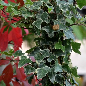 Weißbunter Efeu Glacier - Hedera helix