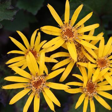 Ligularia dentata Little Golden Ray - Strauß-Goldkolben