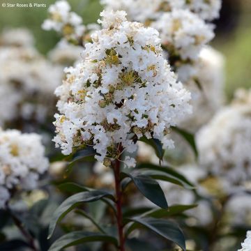 Chinesische Kräuselmyrte Enduring White - Lagerstroemia