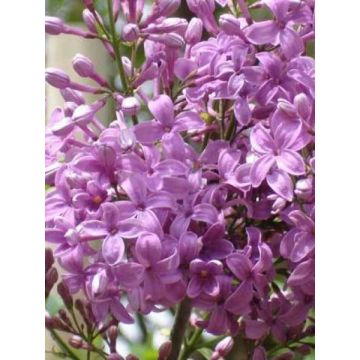 Chinesischer Flieder Saugeana - Syringa chinensis