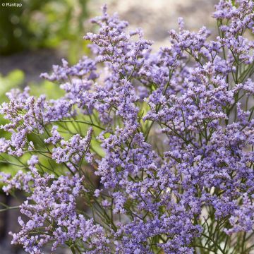 Limonium gmelinii Dazzle Rocks - Blauer Strandflieder