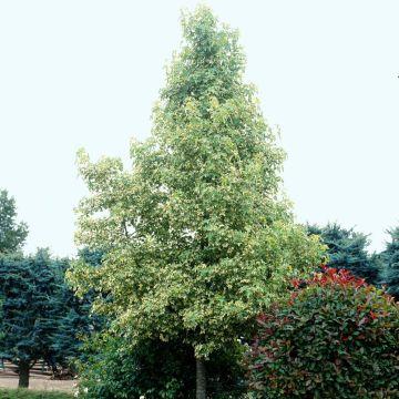 Liquidambar styraciflua Albomarginata Manon - Amberbaum