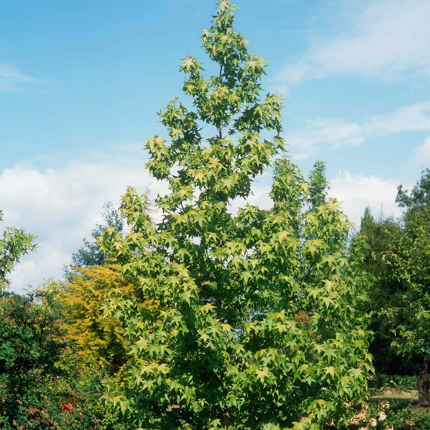 Liquidambar styraciflua Thea - Amberbaum