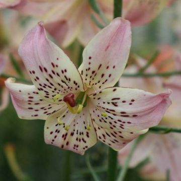 Asiatische Lilie Corsage - Lilium