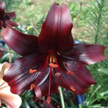 Orientalische Lilie Night Flyers - Lilium