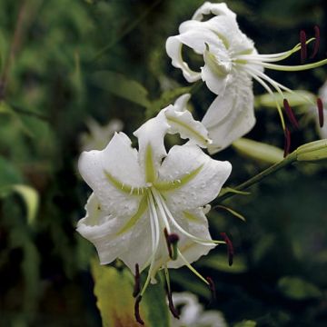 Lilie Var. Album - Lilium speciosum var. album