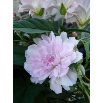 Calystegia hederacea Flore Pleno - Chinesische Zaunwinde