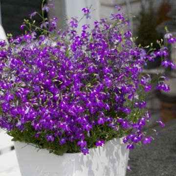 Lobelia erinus Purple Star - Lobelie