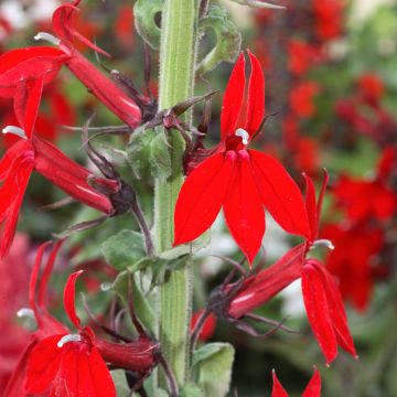 Prachtlobelie Kompliment Scarlach - Lobelia speciosa