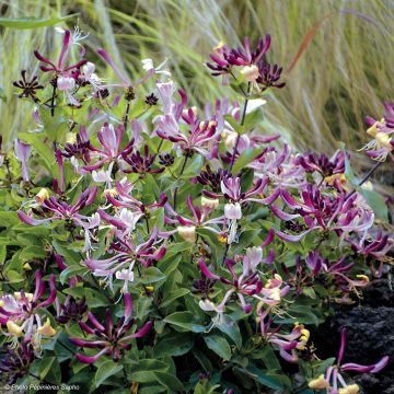 Chèvrefeuille nain - Lonicera periclymenum Chic et Choc