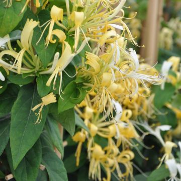 Lonicera similis var. delavayi - Schlingende Heckenkirsche