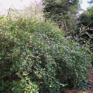 Lonicera fragrantissima - Wohlriechende Heckenkirsche