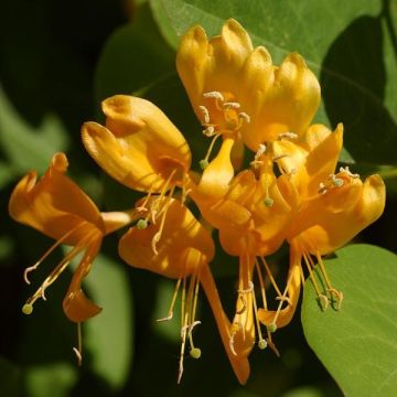 Lonicera brownii Golden Trumpet - Geißblatt