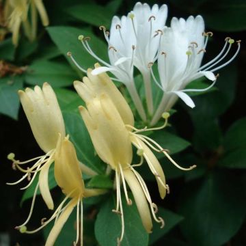 Lonicera japonica Halliana - Japanisches Geißblatt