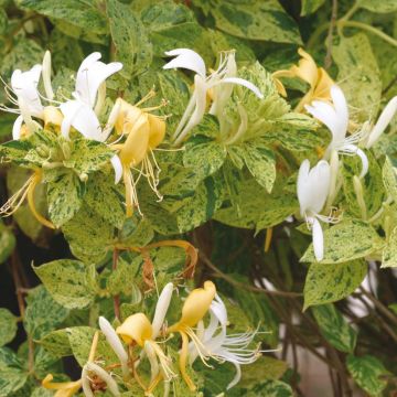 Lonicera japonica Mint Crisp - Japanisches Geißblatt