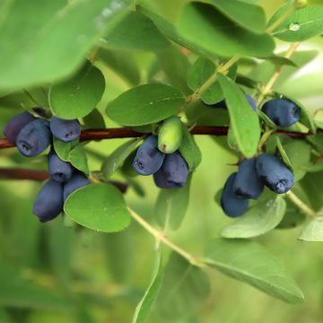 Heckenkirsche Blue Velvet - Lonicera kamtschatica