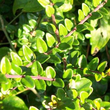 Lonicera nitida - Heckenmyrte