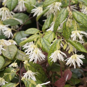 Loropetalum chinense - Riemenblüte