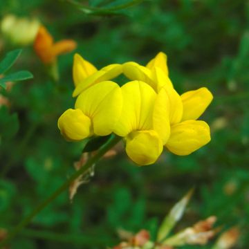 Gemeiner Hornklee - Lotus corniculatus