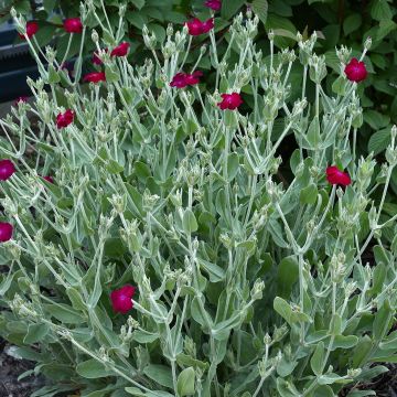 Kranz-Lichtnelke Atrosanguinea - Lychnis coronaria