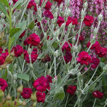 Kranz-Lichtnelke Gardener s World - Lychnis coronaria