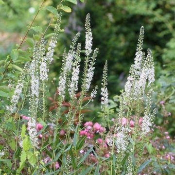 Lysimachia ephemerum - Iberischer Felberich