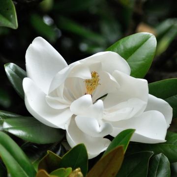 Magnolia grandiflora - Immergrüne Magnolie