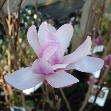 Magnolia loebneri Leonard Messel