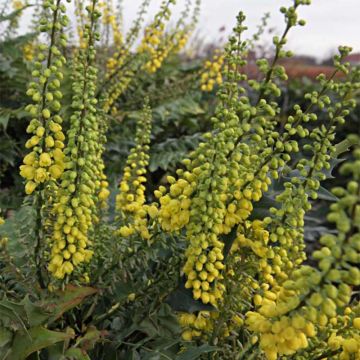 Mahonia media Winter Sun - Winterblühende Mahonie