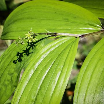 Maianthemum tatsienense - Schattenblume