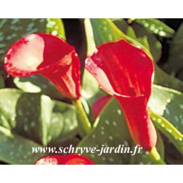 Zantedeschia Majestic Red - Calla