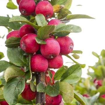 Weißdorn-Apfel Appletini Gulliver - Malus transitoria