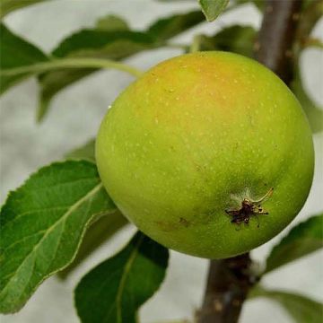 Apfelbaum Belchard ou Chantecler - Malus domestica