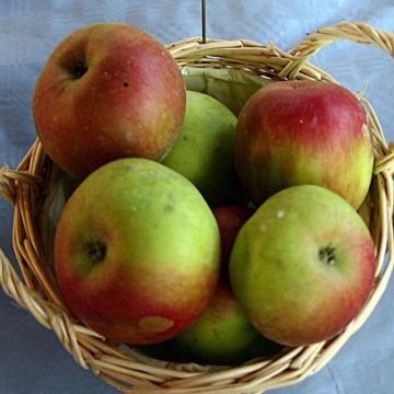 Apfelbaum Idared - Malus domestica