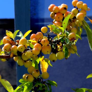 Zierapfel Golden Hornet - Malus