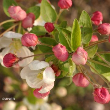 Zierapfel Evereste 'Perpetu' - Malus