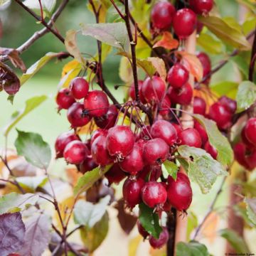 Zierapfel Red Obelisk - Malus