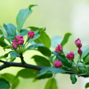 Toringo-Apfel - Malus toringo