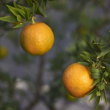 Chinotto - Citrus aurantium var. myrtifolia