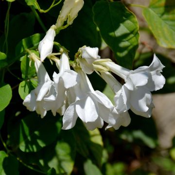 Mandevilla laxa - Chilenischer Jasmin