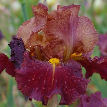 Iris Marron Chaud - Schwertlilie